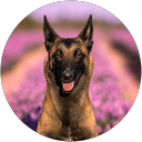 Layla Matich profile picture